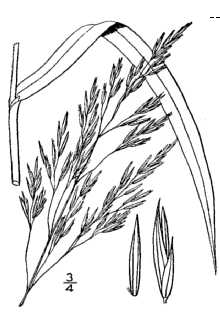 <i>Fluminia festucacea</i> (Willd.) Hitchc.