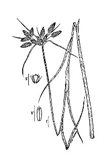 <i>Scirpus maritimus</i> L. var. fluviatilis Torr.