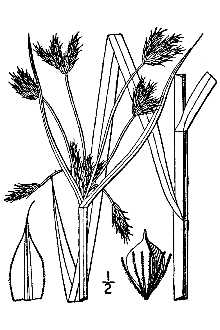 <i>Scirpus maritimus</i> L. var. fluviatilis Torr.