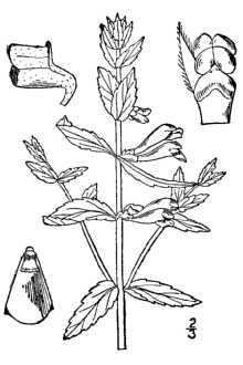 <i>Scutellaria epilobiifolia</i> A. Ham.