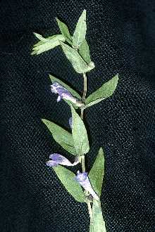 <i>Scutellaria galericulata</i> L. var. epilobiifolia (A. Ham.) Jordal