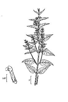 <i>Scutellaria galericulata</i> L. ssp. pubescens (Benth.) Á. Löve & D. Löve