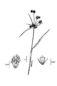 <i>Scirpus atrovirens</i> Willd. var. georgianus (Harper) Fernald