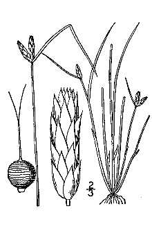 <i>Scirpus supinus</i> L. var. hallii (A. Gray) A. Gray