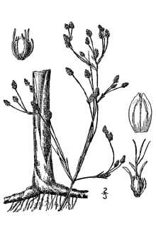 <i>Scirpus lacustris</i> auct. non L.