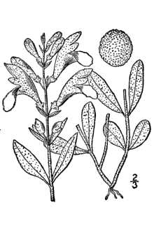 <i>Scutellaria integrifolia</i> L. var. hispida Benth.