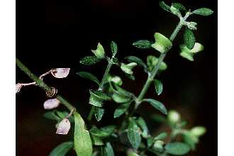 <i>Scutellaria incana</i> Biehler ssp. hispida (Benth.) Epling