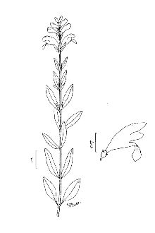 <i>Scutellaria integrifolia</i> L. var. hispida Benth.