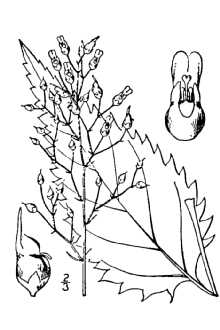 <i>Scrophularia pectinata</i> Raf.