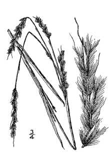 <i>Schizachyrium scoparium</i> (Michx.) Nash var. littorale (Nash) Gould