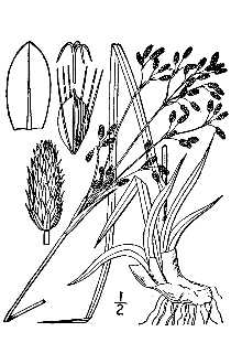 <i>Scirpus fontinalis</i> Harper