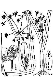 <i>Scirpus microcarpus</i> J. Presl & C. Presl var. rubrotinctus (Fernald) M.E. Jones