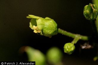 Mountain Figwort