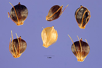 <i>Scirpus mucronatus</i> L.