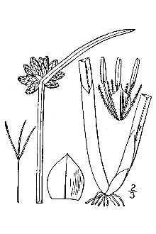 <i>Scirpus mucronatus</i> L.