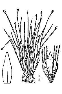 <i>Eleocharis leptos</i> (Steud.) Svens. var. coloradoensis (Britton) Svens.