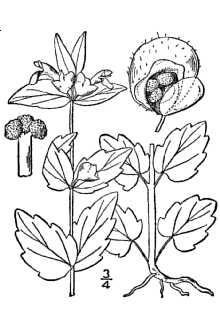 <i>Scutellaria nervosa</i> Pursh var. calvifolia Fernald