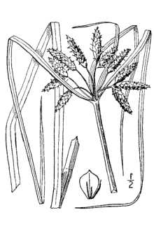 <i>Scirpus robustus</i> Pursh var. novae-angliae (Britton) Beetle