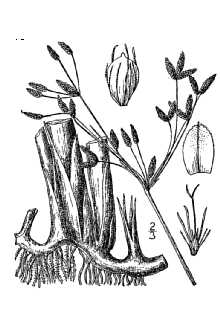 <i>Scirpus occidentalis</i> (S. Watson) Chase