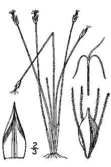 <i>Eleocharis pauciflora</i> (Lightf.) Link var. fernaldii Svens.
