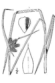 <i>Scirpus paludosus</i> A. Nelson var. atlanticus Fernald
