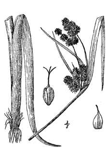 <i>Scirpus atrovirens</i> Willd. var. pallidus Britton