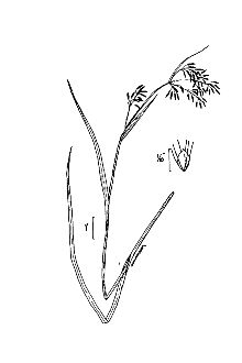 <i>Scirpus lineatus</i> auct. non Michx.