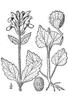 <i>Scutellaria pilosa</i> Michx.