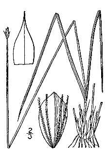 <i>Trichophorum verecundum</i> (Fernald) Mohlenbr.