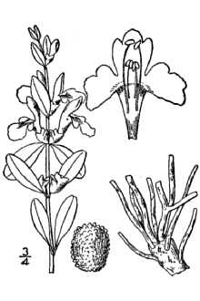 <i>Scutellaria wrightii</i> auct. non A. Gray