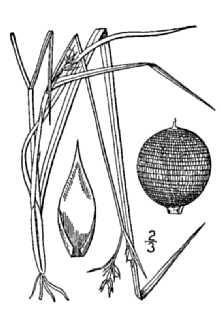 <i>Scleria reticularis</i> Michx. var. pumila Britton