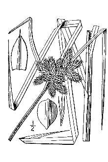 <i>Scirpus maritimus</i> L. var. macrostachyus Michx.