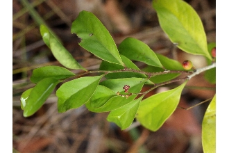 <i>Schoepfia chrysophylloides</i> (A. Rich.) Planch.