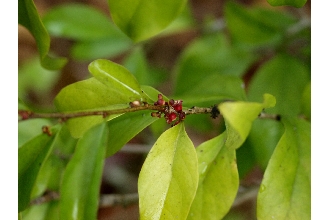 <i>Schoepfia chrysophylloides</i> (A. Rich.) Planch.