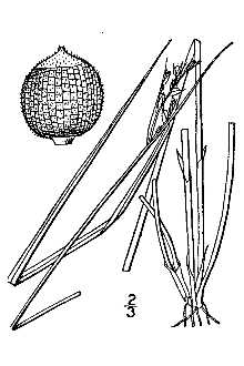 <i>Scleria reticularis</i> Michx. var. pubescens Britton