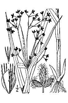 <i>Scirpus sylvaticus</i> L. p.p.