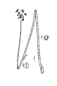 <i>Scirpus lacustris</i> L. ssp. creber (Fernald) T. Koyama