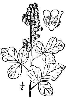 <i>Rhus aromatica</i> Aiton var. trilobata (Nutt.) A. Gray ex S. Watson