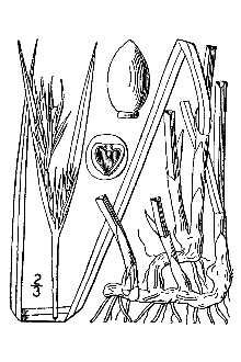 <i>Scleria nitida</i> Muhl. ex Willd.