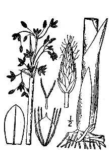 <i>Scirpus lacustris</i> L. ssp. validus (Vahl) T. Koyama