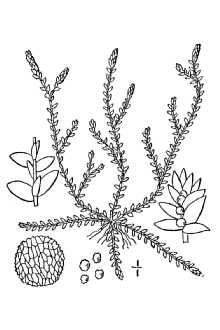 <i>Selaginella apus</i> Spring
