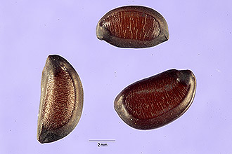 <i>Cassia bacillaris</i> L. f.