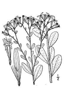 <i>Sericocarpus acutisquamosus</i> (Nash) Small