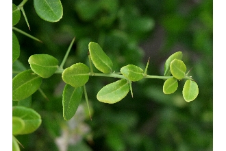 <i>Atalantia buxifolia</i> (Poir.) Oliv.