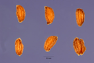 <i>Afzelia cassioides</i> J.F. Gmel.