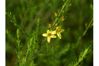 <i>Afzelia cassioides</i> J.F. Gmel.