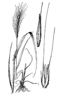 <i>Triticum cereale</i> (L.) Salisb.