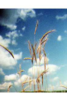 Cereal Rye