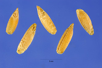 <i>Triticum cereale</i> (L.) Salisb.