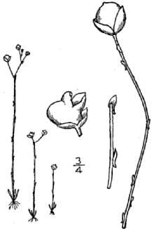 <i>Setiscapella subulata</i> (L.) Barnhart